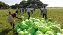 Warga mendistribusikan bantuan paket makanan dari helikopter Angkatan Udara India di pinggiran Allahabad, India, Kamis. (25/08). Banjir di Bihar tidak semata dipicu oleh curah hujan tinggi tapi juga tidak terurusnya bendungan. (REUTERS/Jitendra Prakash)