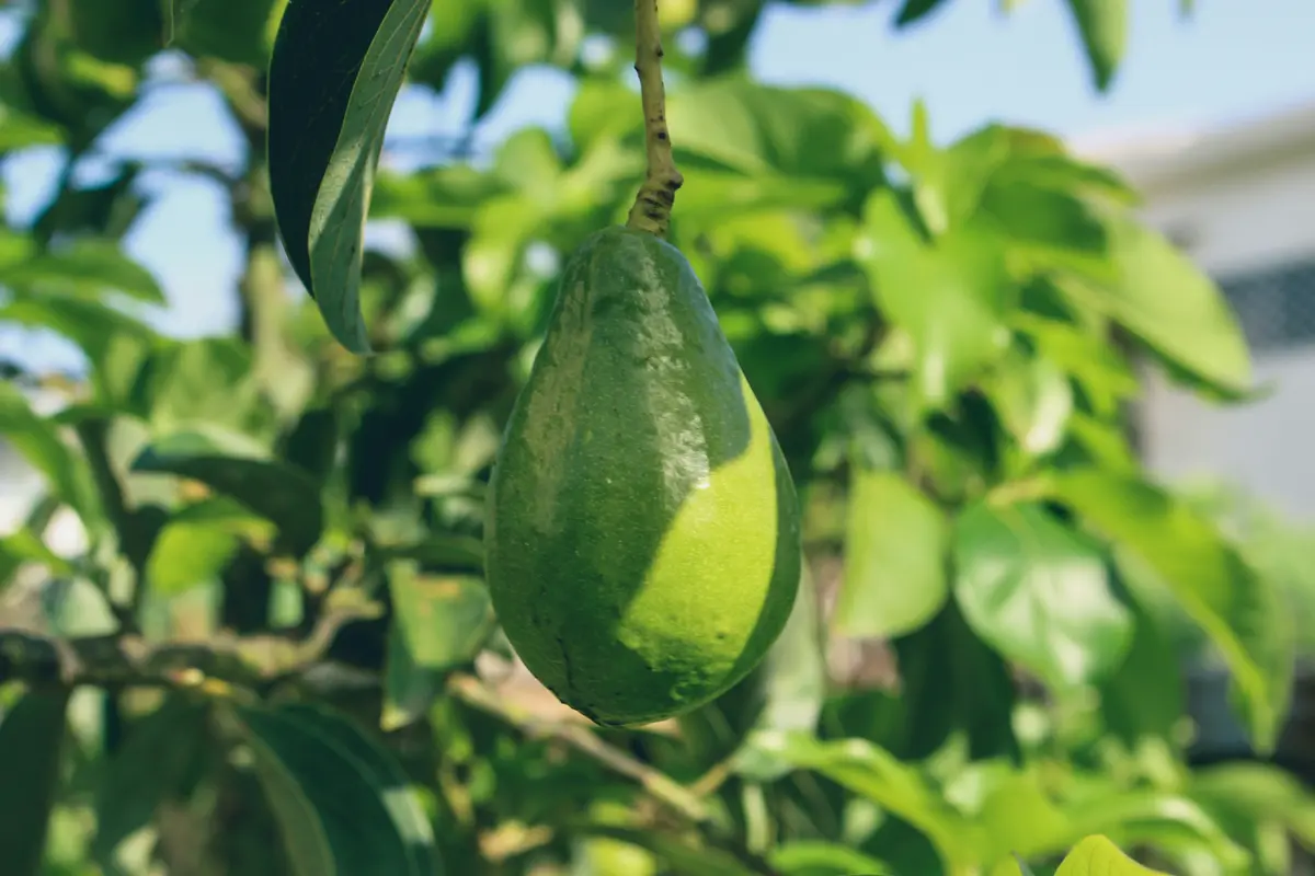 Cara Menanam Alpukat dengan Perawatan Minimal/Photo by Jametlene Reskp on Unsplash