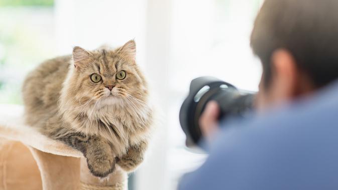 Tips Foto Session Bersama Kucing Kesayangan, Siap ...
