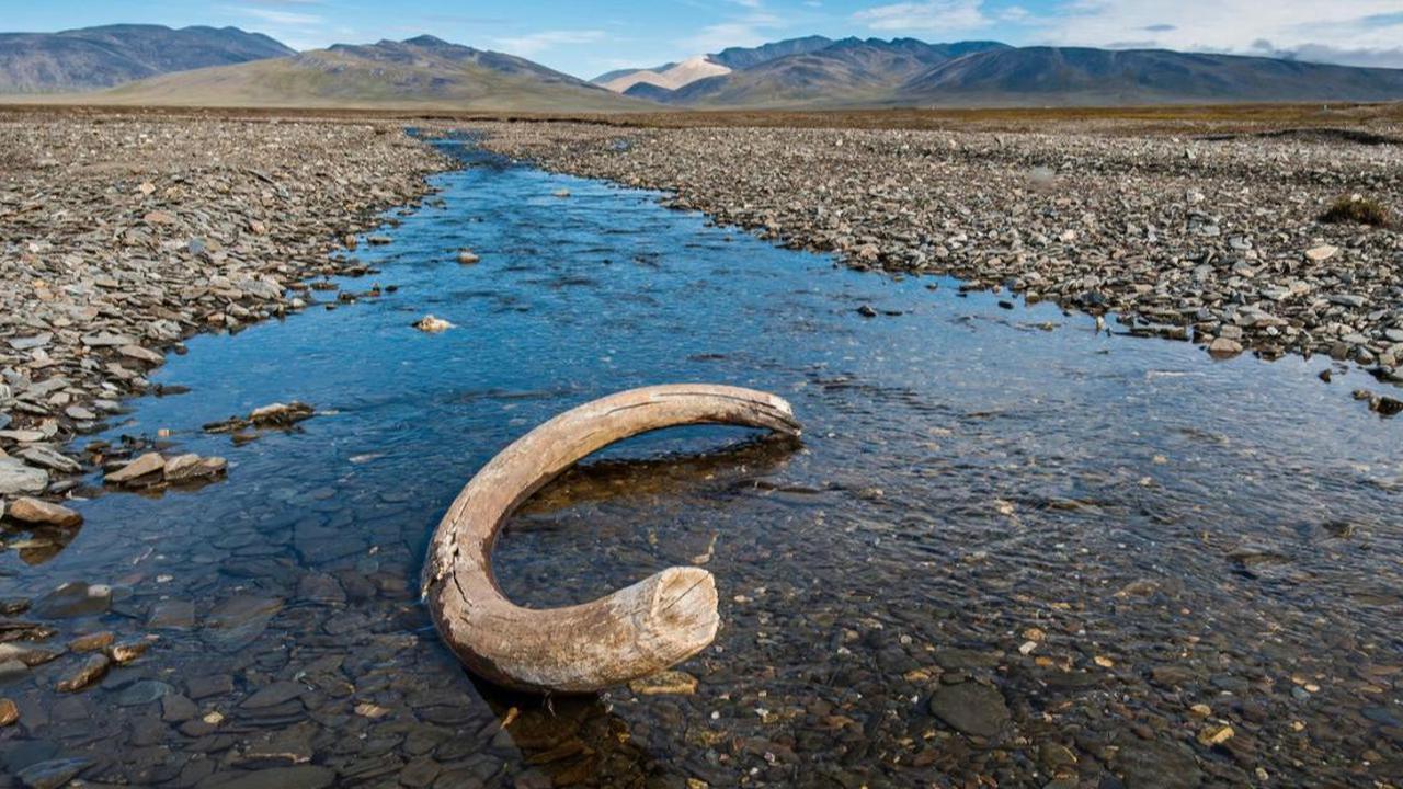 Pemburu Temukan Fosil Gading Mamut Berusia 20.000 Tahun di Sungai, Panjangnya 2 Meter dan Beratnya Hampir 300 Kilogram
