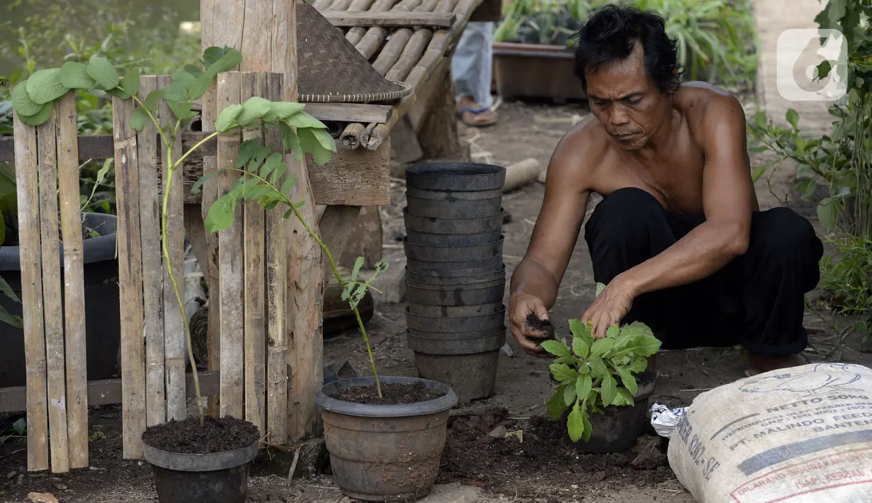 Warga merawat tanaman dalam pot di Kampung Tangguh Jawara, Kelurahan Perigi Baru, Pondok Aren, Tangerang Selatan, Banten, Selasa (7/7/2020). Di tengah pandemi COVID-19, warga memenuhi kebutuhan pangan dengan memanfaatkan 3 hektare lahan di sekitar tempat tinggal mereka. (merdeka.com/Dwi Narwoko)