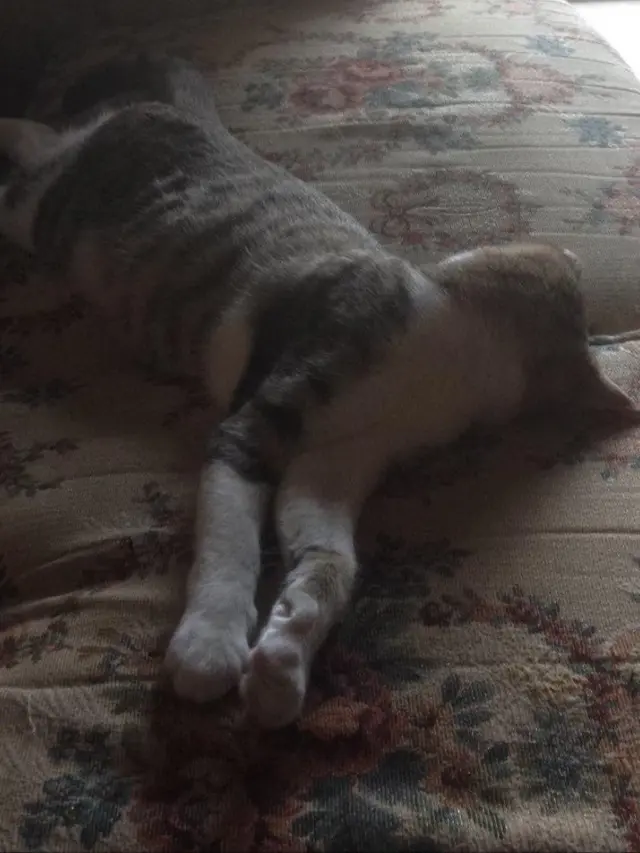 7 Potret Kucing Tidur dengan Pose Tak Wajar, Bikin Encok Lihatnya