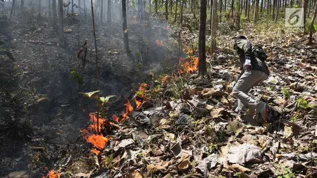 Diduga Akibat Puntung Rokok, Kebakaran Hanguskan Hutan Jati di Boyolali