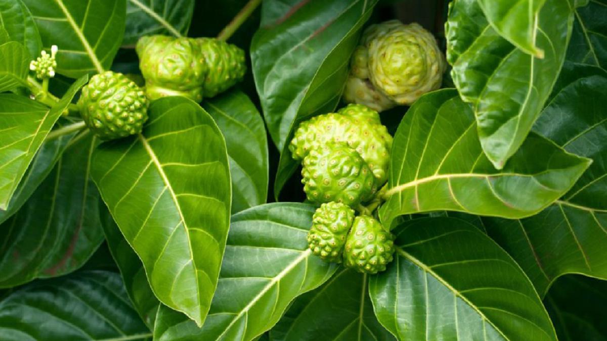 Trik Masak Daun Mengkudu Muda Agar Tidak Pahit Atau Getir, Ketahui Manfaatnya Bagi Kesehatan