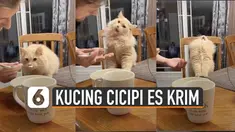 Beredar video ekspresi kucing saat cicipi es krim. Ternyata kucing ini baru pertama kali mencoba es krim.