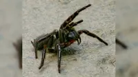Laba-laba jaring corong Australia (Wikimedia / Creative Commons)
