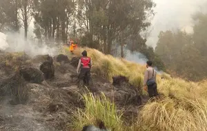 Kebakaran Gunung Bromo Berulang, Kemenhut Selidiki Dugaan Tindak Pidana