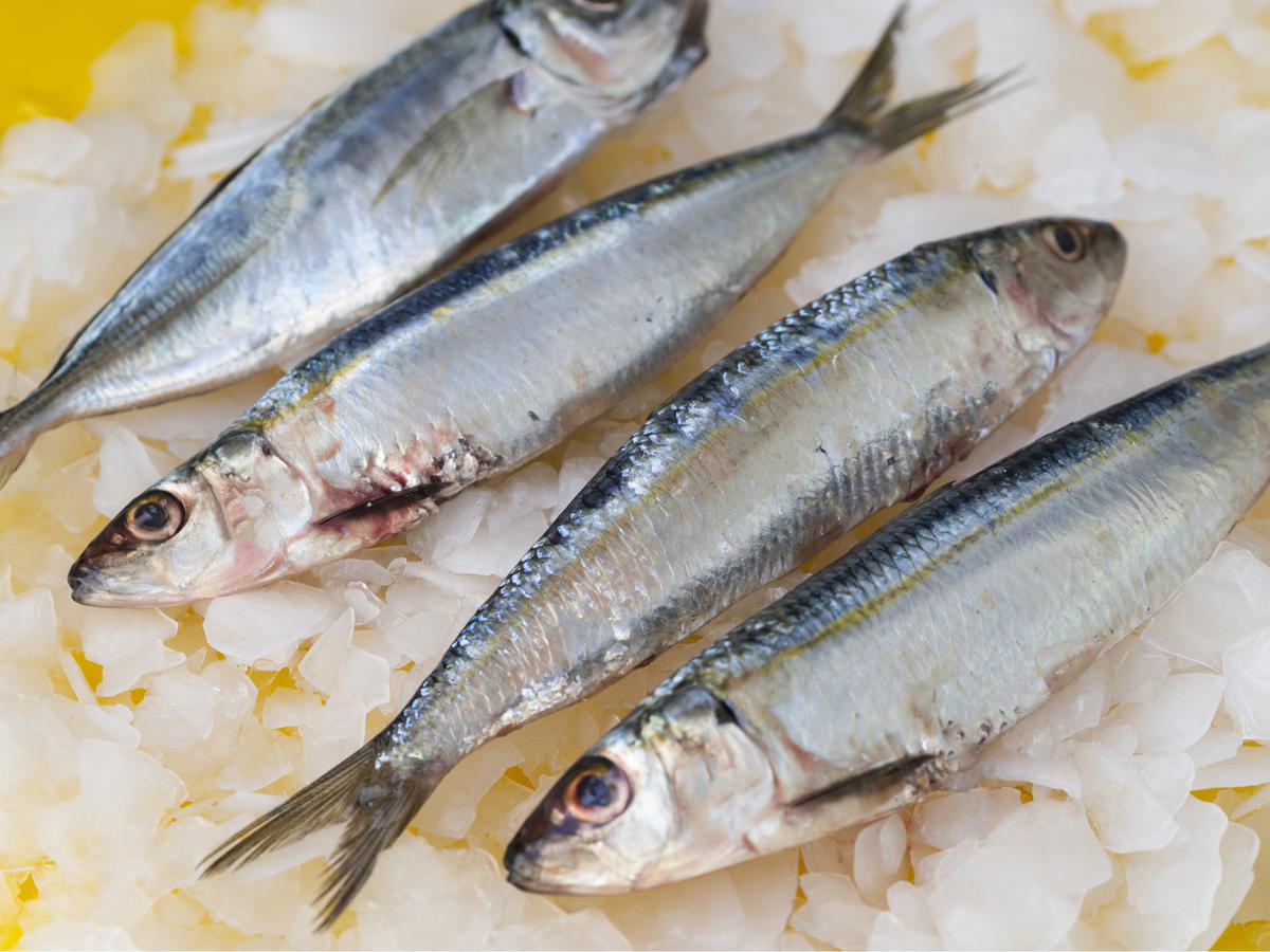 Ilustrasi ikan kembung