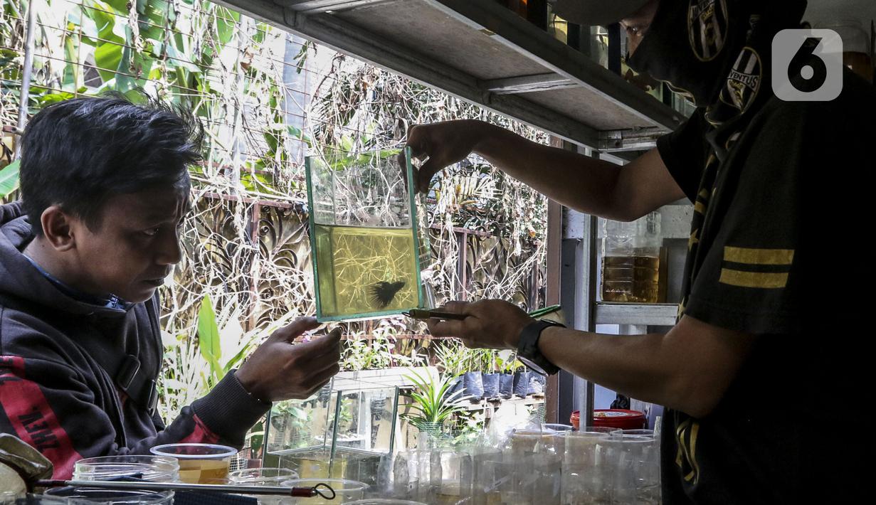 Pekerja menunjukkan ikan cupang hias di Galeri Simprug Betta Fish, Jakarta, Jumat (7/8/2020). Ikan cupang hias di sini dijual dengan harga Rp 50 ribu hingga Rp 3,5 juta per ekor. (Liputan6.com/Johan Tallo)
