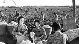 Petani wanita memetik kapas dari ladang di provinsi Henan China tengah pada 11 November 1977. (AFP Photo/ Hsinhua News Agency)