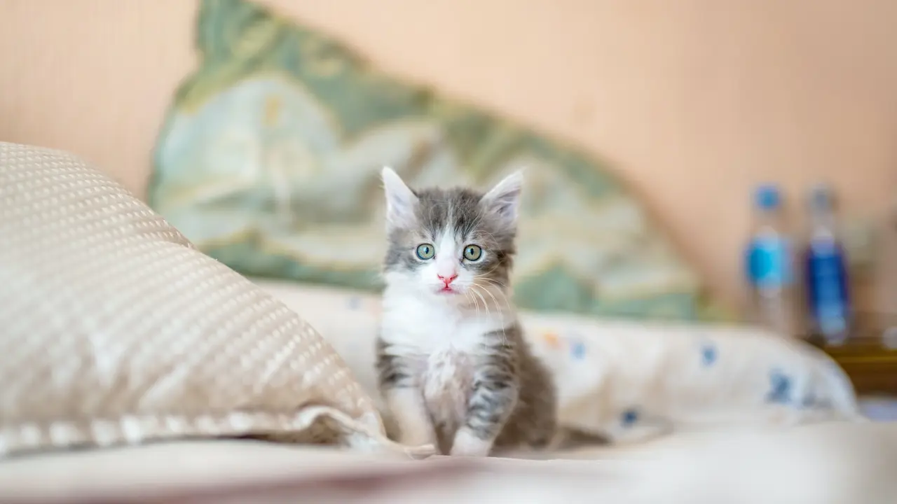 Ilustrasi kucing. Photo by Kote Puerto on Unsplash