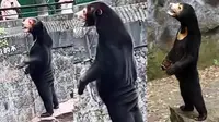 Viral Manusia Diduga Nyamar Jadi Beruang, Kebun Binatang China: Itu Hewan Asli (Twitter/shaoxia33139500)