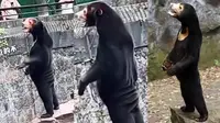 Viral Manusia Diduga Nyamar Jadi Beruang, Kebun Binatang China: Itu Hewan Asli