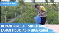 Melihat lahan tidur di daerahnya membuat, Bhabinkamtibmas Polsek Julok, Bripka Basri tak lantas berdiam diri. Ia memilih menyulap lahan tidur menjadi kebun cabai. Tak hanya sendiri, Ia mendorong masyarakat agar terus berusaha di tengah pandemi dan ma...