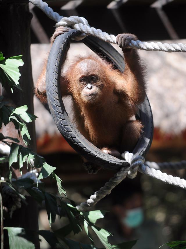 Anak Orangutan