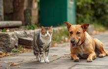 Hati-Hati! Ini 5 Dampak Serius Makan Daging Anjing dan Kucing, Pemerintah Siapkan Pergub Larangan