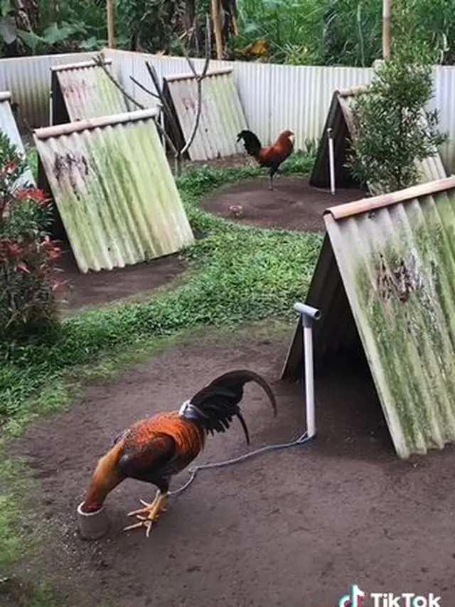 Viral Kandang Ayam Didesain Bak Perumahan, Punya Halaman yang Bersih