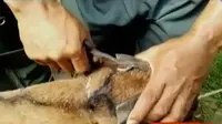VIDEO: Pedagang Ini Dandani Hewan Kurban untuk Naikkan Harga Jual