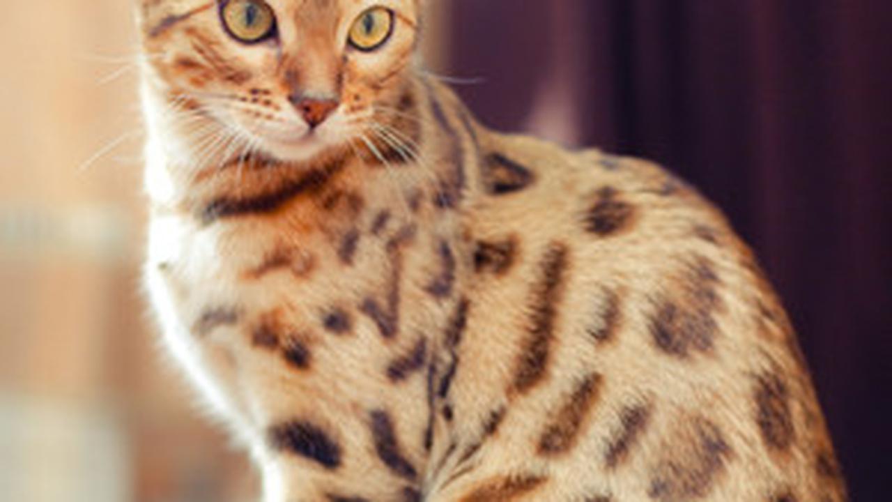 Fakta Unik Kucing Bengal, Anabul Aktif yang Doyan Makan