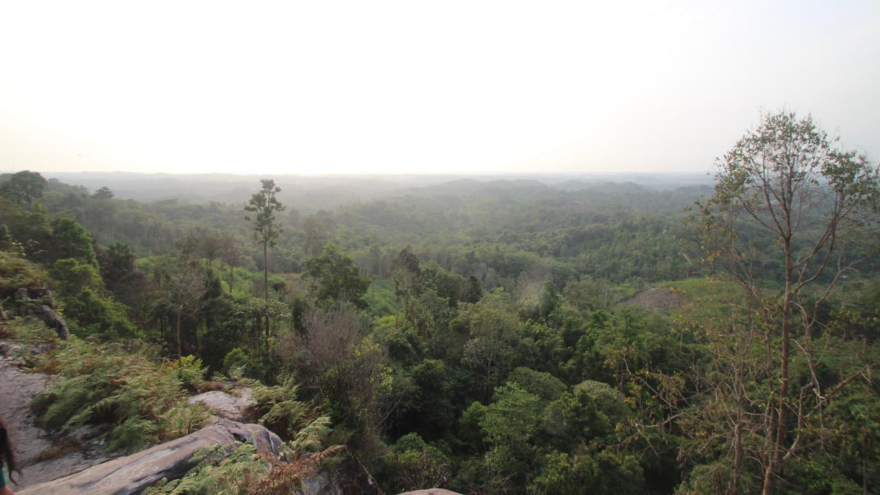 Mengenal Bukit Soeharto, Hutan Penyangga IKN Digerogoti Penambang Ilegal