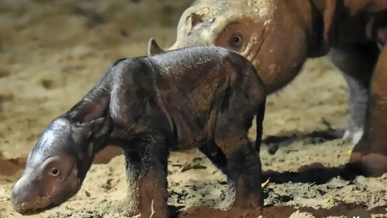 Anak badak sumatra berjenis kelamin betina baru lahir di Suaka Rhino Sumatera, Taman Nasional Way Kambas (SRS TNWK), Lampung Timur, Lampung, Sabtu, 30 September 2023.