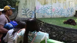 Pengunjung melihat gorila di Taman Margasatwa Semarang, Sabtu (16/6). Menurut pengelola, 10 ribu pengunjung diperkirakan datang dan berlibur di tempat ini dengan menikmati berbagai wahana yang ada. (Liputan6.com/Gholib)