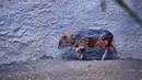 Seekor bayi rusa berkeliaran di dalam kandang di Kebun Binatang Los Angeles Kamis (24/1). Penggemar boyband NCT mengumpulkan dana USD 2.000 untuk memberi nama salah satu jenis rusa langka dari Amerika Selatan itu dengan nama Haechan. (AP/Richard Vogel)