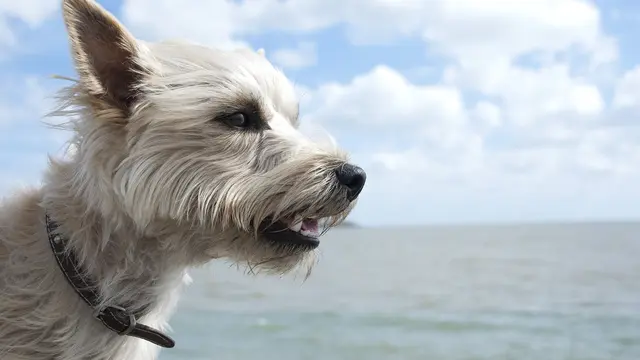 Cairn Terrier