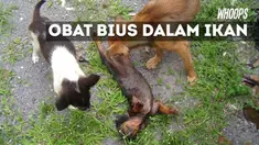 Saat beraksi, para pelaku menggunakan kendaraan roda empat yang disewa untuk berkeliling di sejumlah tempat.