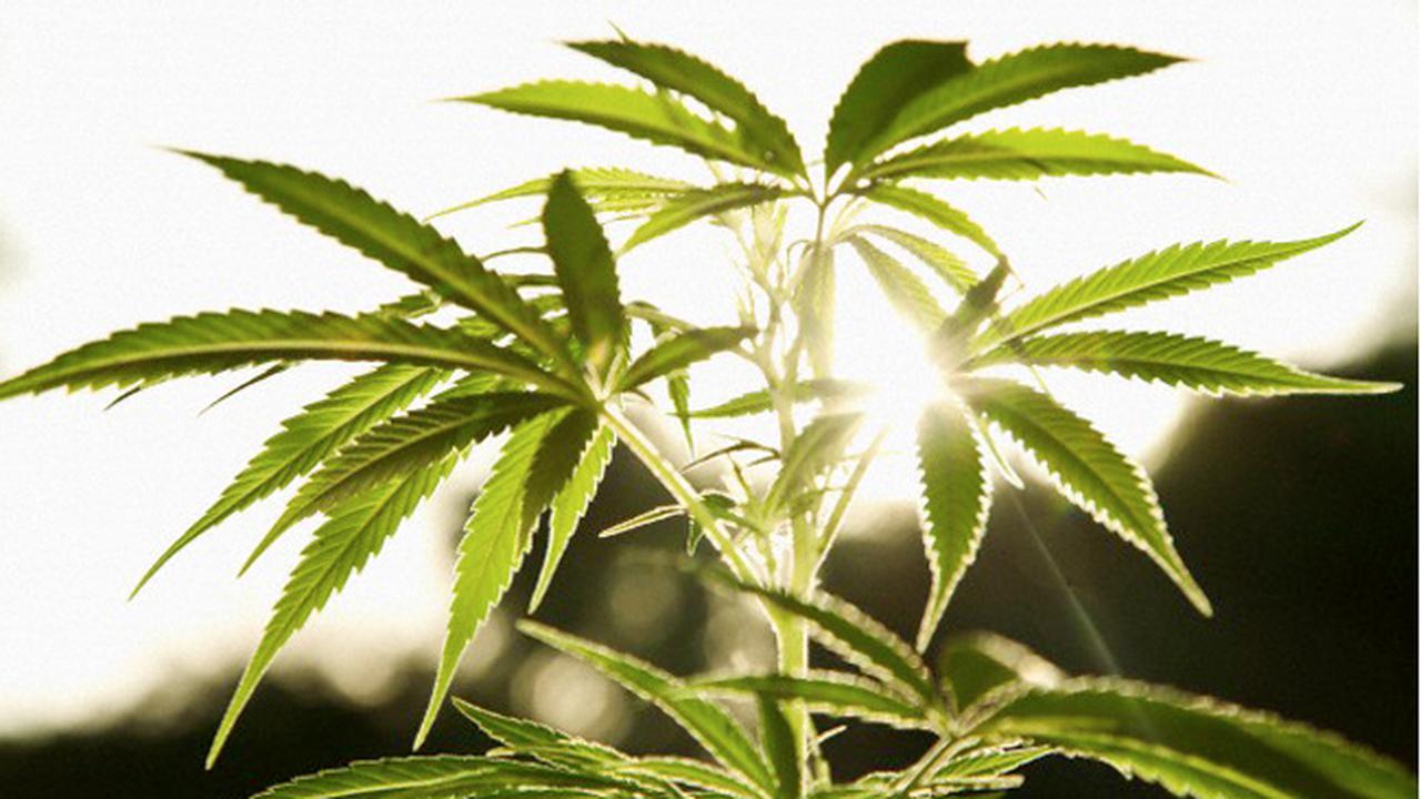 Enam Fakta Menarik tentang Ganja yang Belum Terkuak