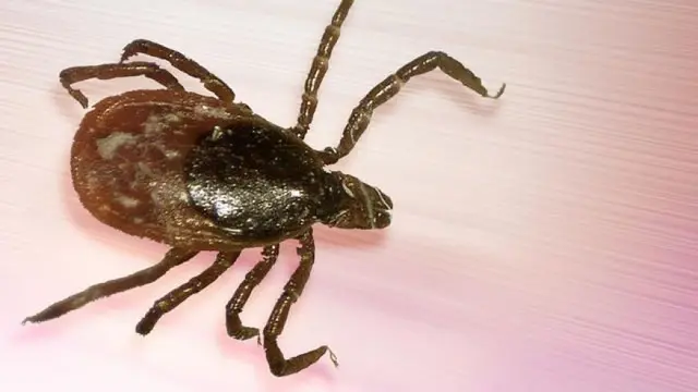 Pencegahan Lyme Disease