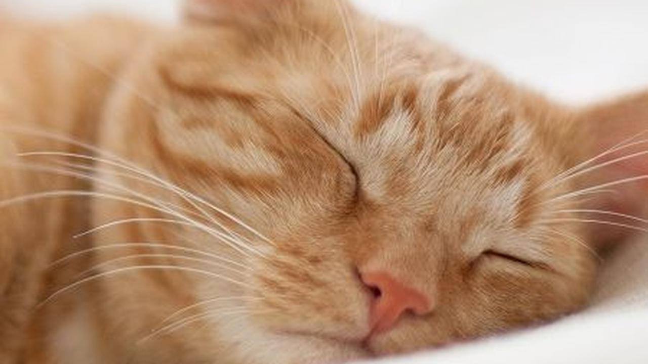 Penyebab Abses Kucing dan Cara Mengatasinya, Jangan Diabaikan
