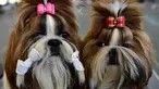 Dua anjing jenis terrier, Yorkshire di foto pada pameran anjing Internasional di Bishkek (01/10). Para peternak anjing asal Rusia, Kazakhstan dan Kirgistan ambil bagian dalam pameran tersebut. (AFP PHOTO / Vyacheslav OSELEDKO)