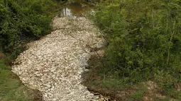 Kondisi sungai Confuso yang tertutupi oleh ribuan ikan mati di Kota Villa Hayes, Paraguay, 14 Oktober 2017. Diduga ikan-ikan itu mati akibat polusi parah yang disebabkan limbah pabrik yang berada di sekitar hulu sungai. (AP Photo/Jorge Saenz)