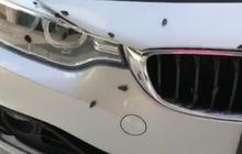 Metode Alami dan Kimia yang Efektif untuk Menghilangkan Kecoa di Mobil