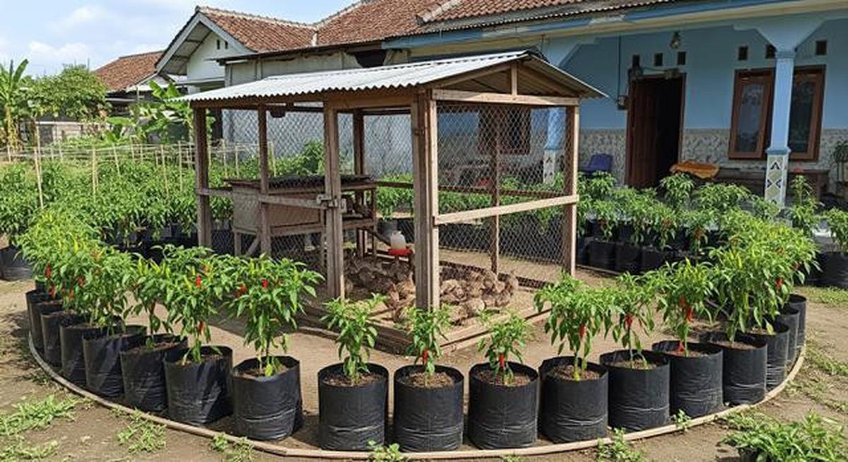 8 Ternak Burung Puyuh dan Cabai Rawit dalam Satu Lahan Kecil yang Menguntungkan