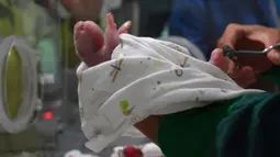 Bayi panda hasil perkawinan campuran antara pasangan panda penangkaran dan panda liar di Provinsi Sichuan, Tiongkok barat daya, 31 Juli 2017. Kelahiran bayi panda itu menandai kesuksesan eksperimen dalam meningkatkan keragaman genetik panda. (STR / AFP)