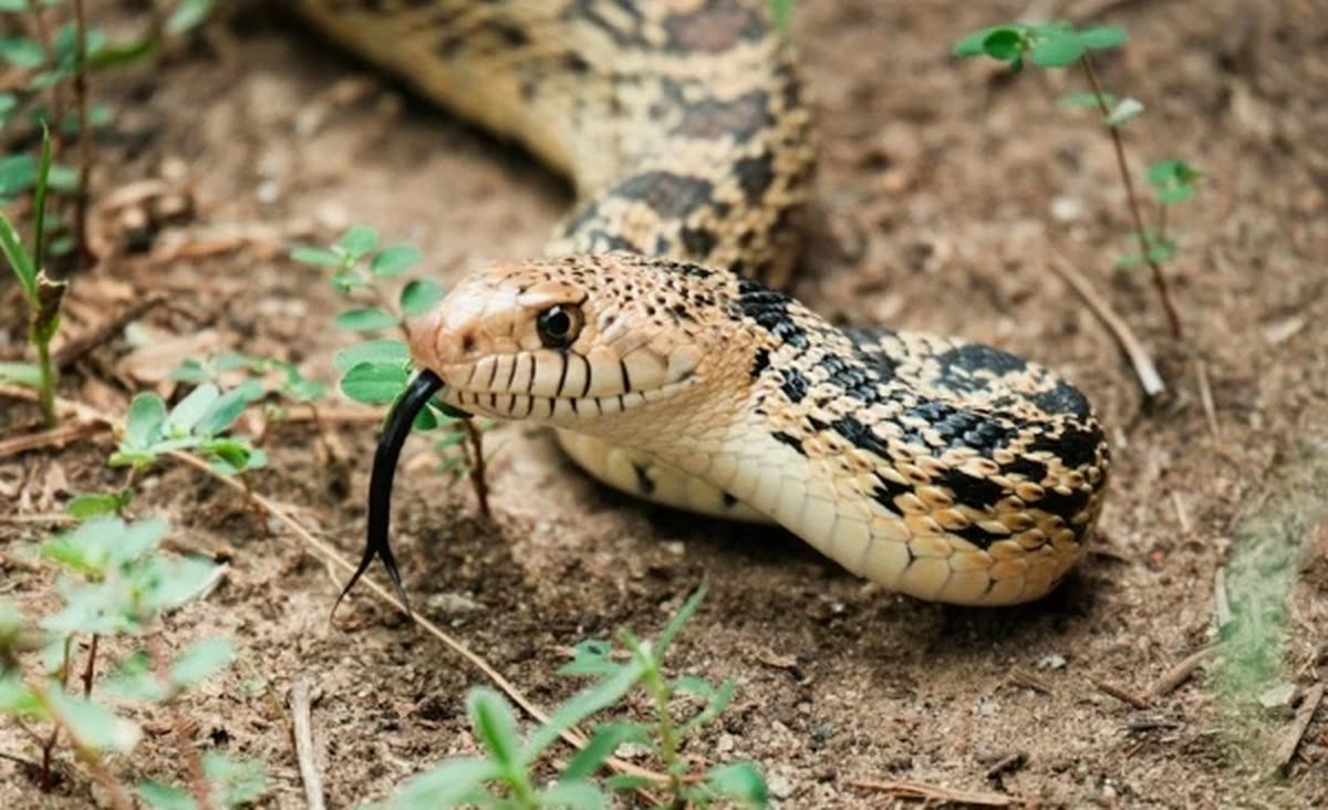Ilustrasi Ular