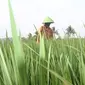 Petani. (Liputan6.com/ ist)