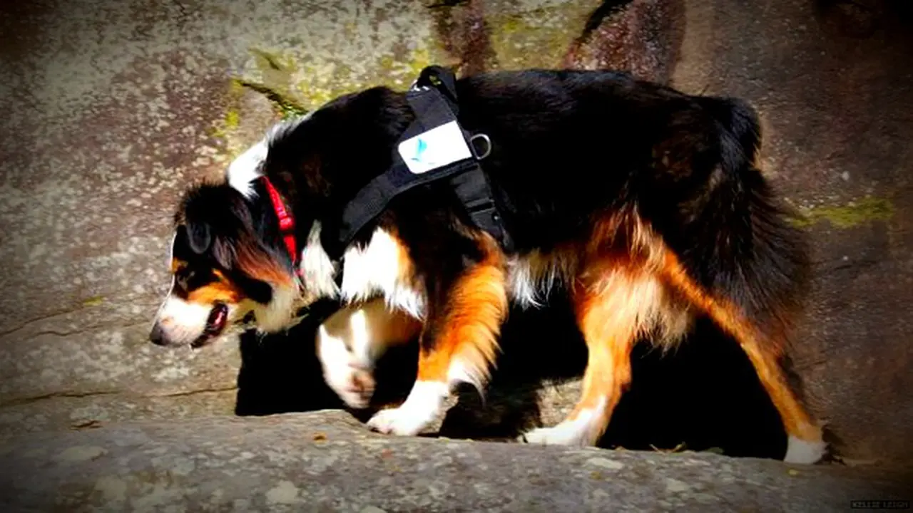 Anjing Sniffer Bantu Temukan Koala