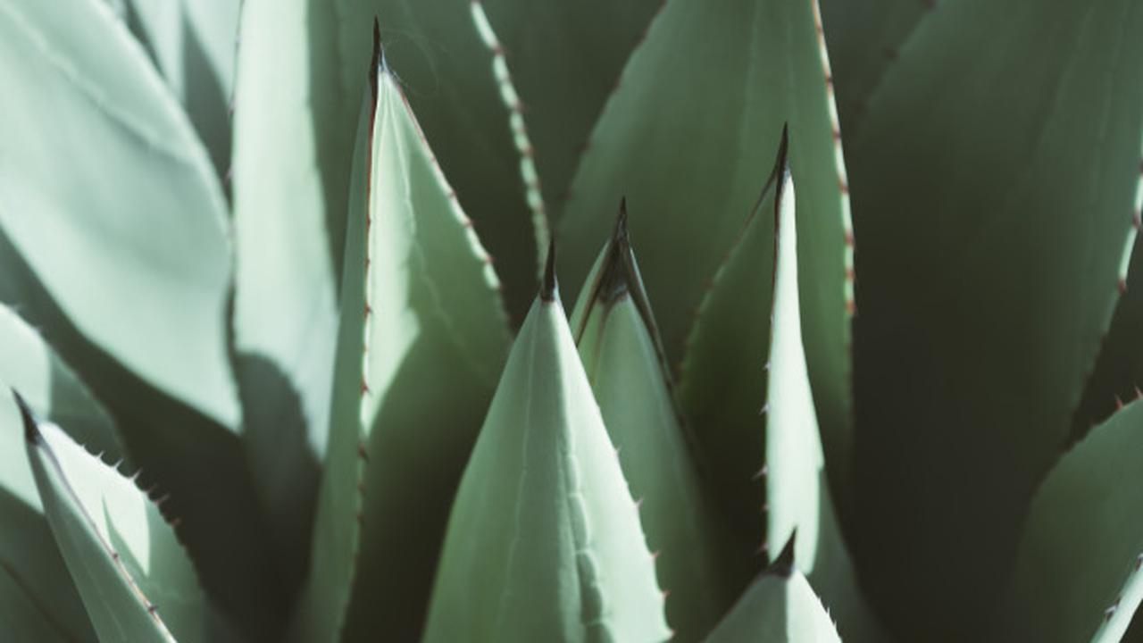 Manfaat Agave untuk Kesehatan