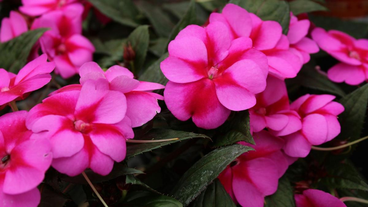 Impatiens