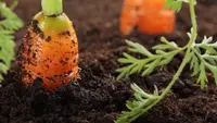 Cara Menanam dan Menumbuhkan Wortel Mini untuk Panen Setiap Hari