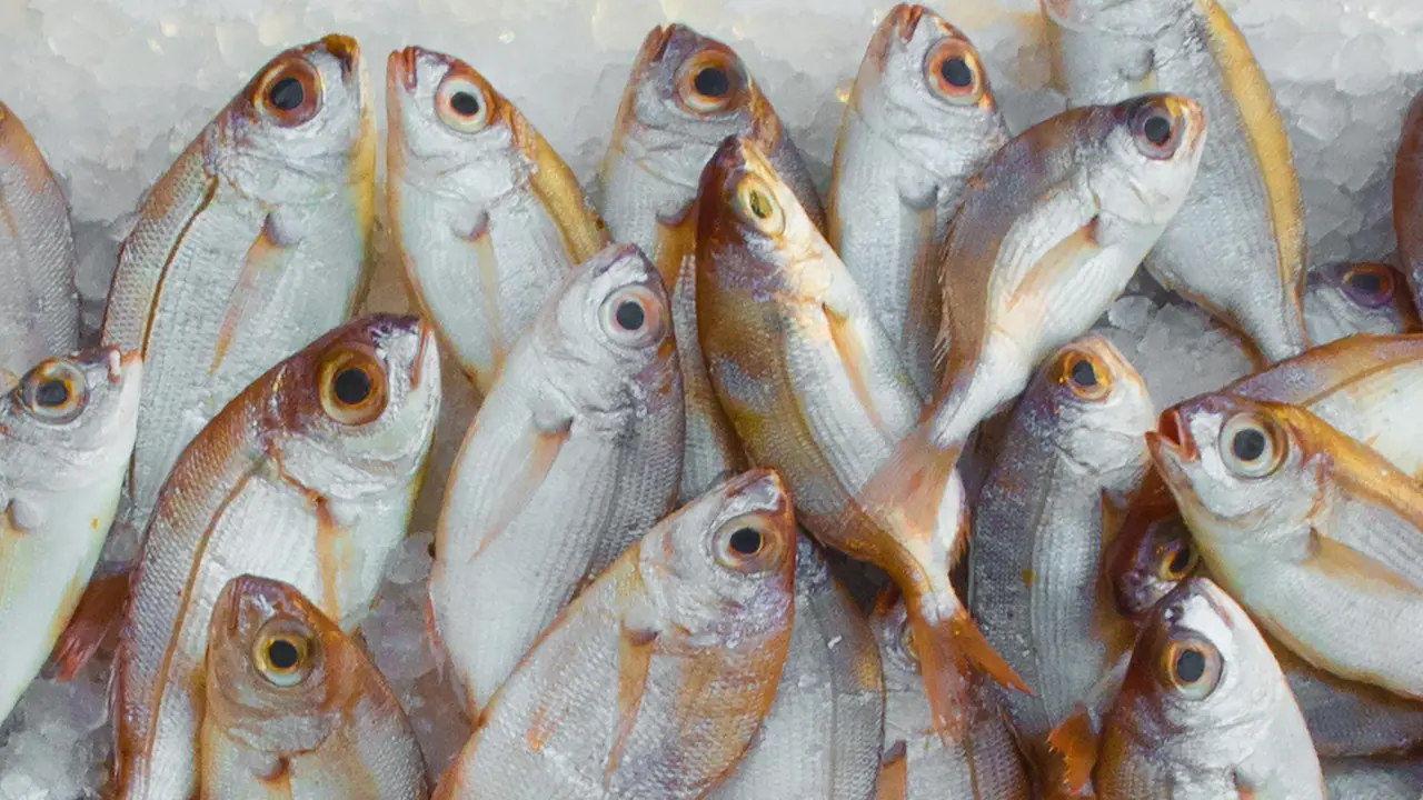 4. Ikan