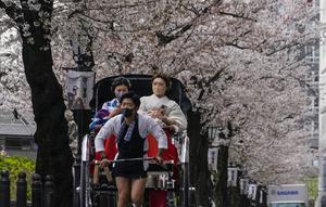 Wanita mengenakan Kimono naik becak di bawah kanopi bunga sakura yang mekar penuh di Tokyo, 31 Maret 2022. Orang-orang di seluruh Jepang merayakan puncak musim melihat bunga sakura minggu ini tanpa pembatasan COVID-19 untuk pertama kalinya dalam dua tahun. (AP Photo/Shuji Kajiyama)