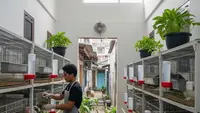 7 Ide Usaha Ternak Minim Bau di Lahan Sempit, Cocok untuk Area Perumahan Padat
