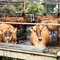 Penyakit mulut dan kuku atau PMK yang melanda Indonesia pada pertengahan 2022 menyebabkan lebih dari 150 ribu ternak terpapar. Namun, peternakan di Malang tidak melaporkan satu pun kasus, ini rahasianya. Foto: Ade Nasihudin/Liputan6.com.