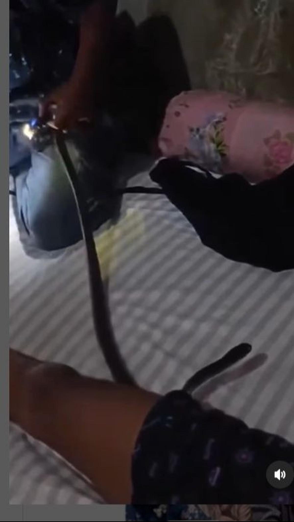 Secara perlahan ular itu berhasil dikeluarkan dari celana pria tersebut. Ularnya tidak terlalu besar namun Panjang.&nbsp;
