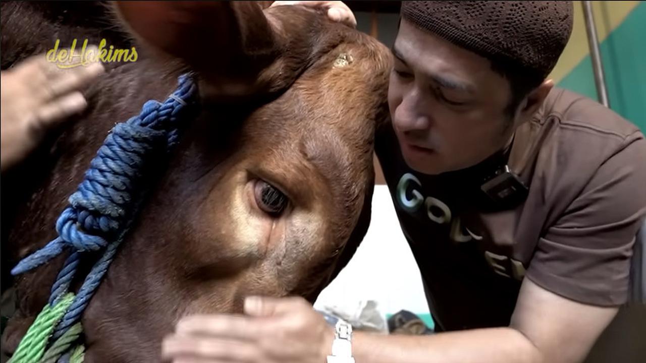 Sapi Kurban Irfan Hakim
