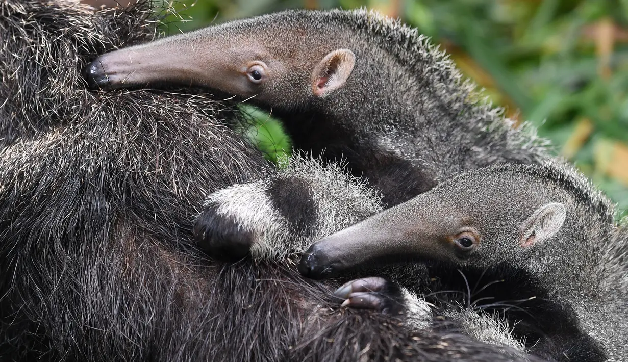 Sepasang bayi tenggiling kembar menempel di punggung induknya di Taman Safari Chimelong di Guangzhou, Provinsi Guangdong, China pada 10 Juni 2020. Bayi tenggiling kembar jantan dan betina, yang lahir pada 3 Maret tahun ini, diperkenalkan ke publik . (Xinhua/Liu Dawei)